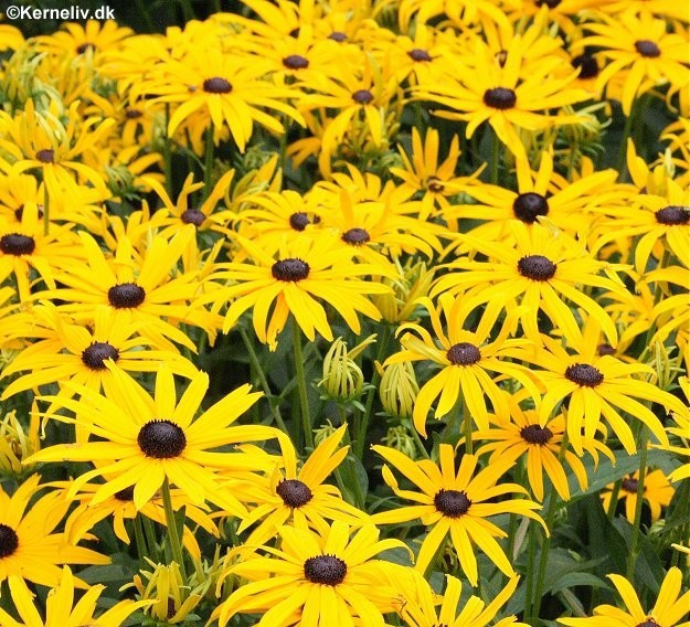 Rudbeckia fulgida var. sullivantii 'Goldsturm', Solhat