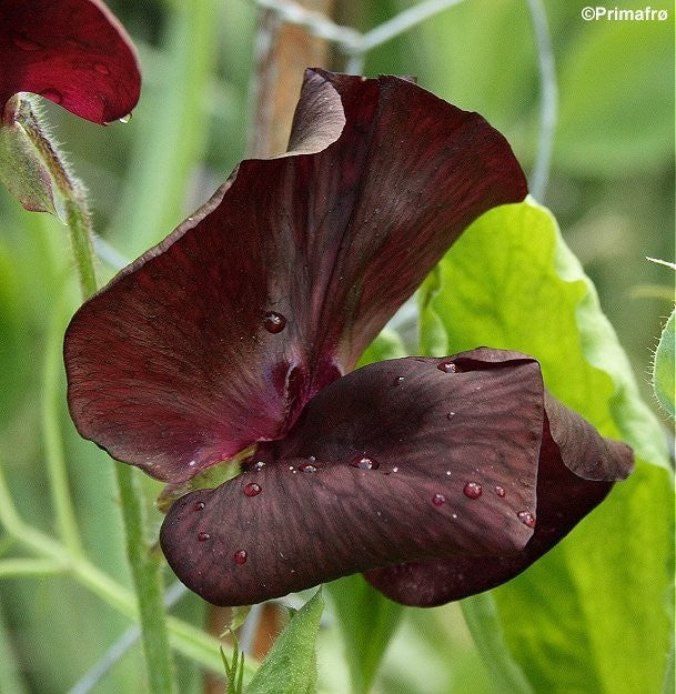 Lathyrus odoratus 'Royal Maroon', Ærteblomst