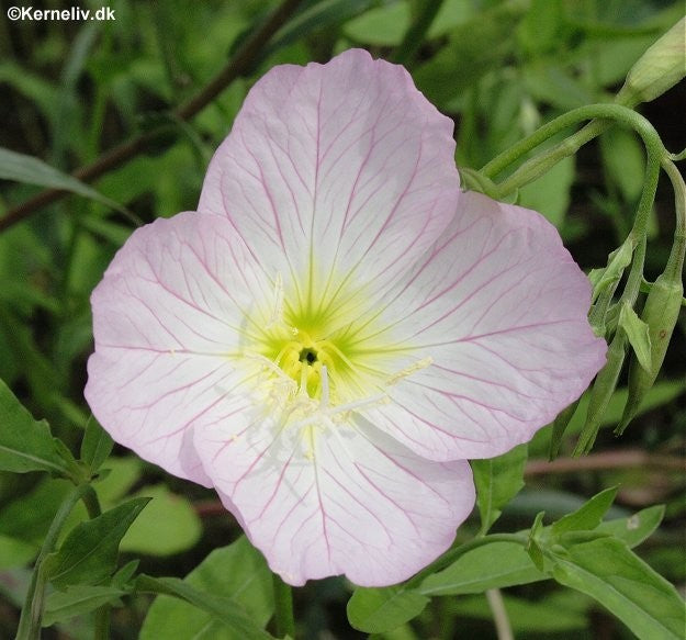 Oenothera speciosa Rosa, Natlys