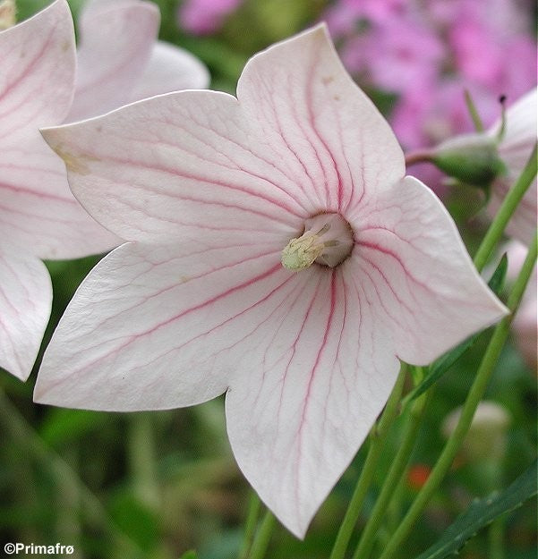 Platycodon grandiflorum 'Mixture', Ballonklokke