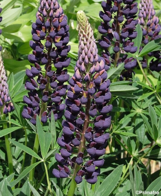 Lupinus polyphyllus 'Russell hybrids', Regnbuelupin