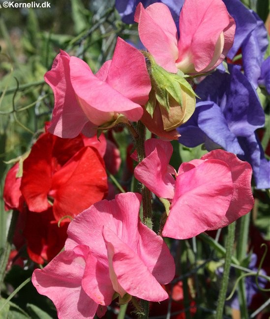 Lathyrus odoratus 'Royal Family', Ærteblomst