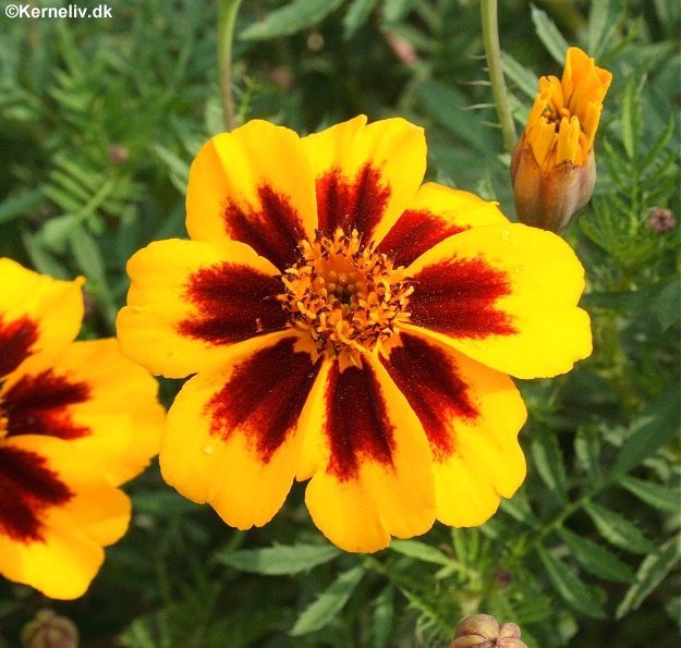 Tagetes patula nana 'Naughty marietta', Lav fløjlsblomst