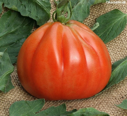 Tomat 'Red Pear'