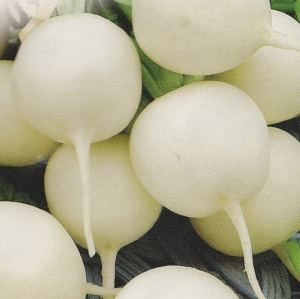 Radis 'Albena'