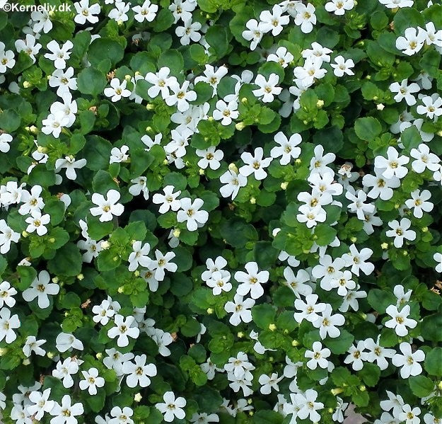 Sutera cordata 'Snowtopia white', Bacopa
