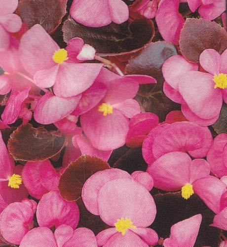 Begonia semperflorens 'Oreb F1', Sommerbegonie