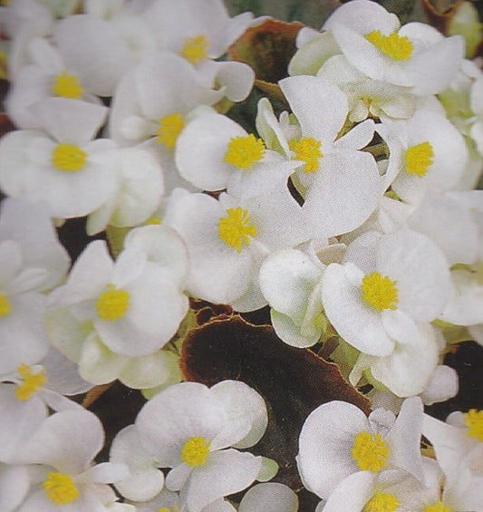Begonia semperflorens 'Ostas F1', Sommerbegonie