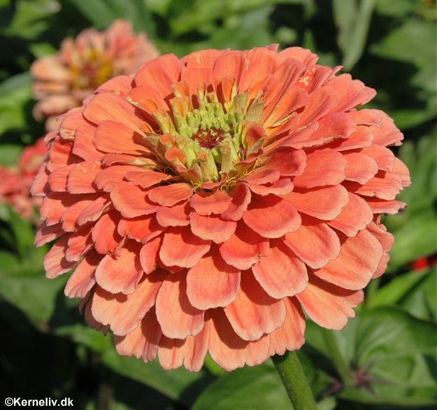 Zinnia elegans 'Eldorado', Frøkenhat