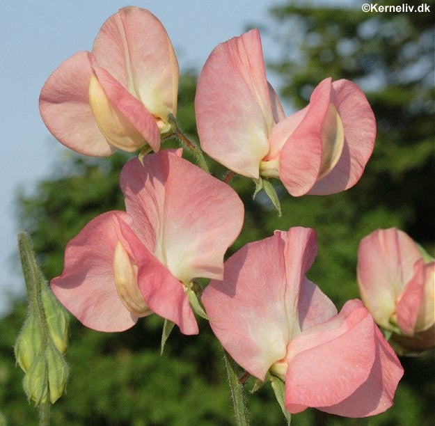 Lathyrus odoratus 'Princess Elisabeth', Ærteblomst