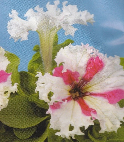 Petunia fimbriata nana 'Karkulka'