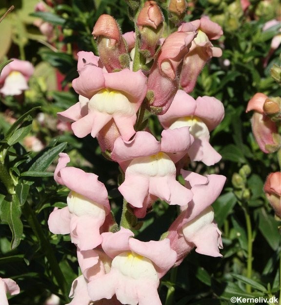 Antirrhinum majus 'Winner', Høj løvemund