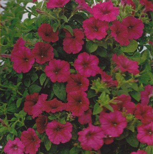 Petunia x hybrida 'Purple Wave Improved F1', Hængepetunia