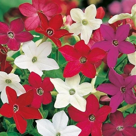 Nicotiana 'Sensation mix', Prydtobak