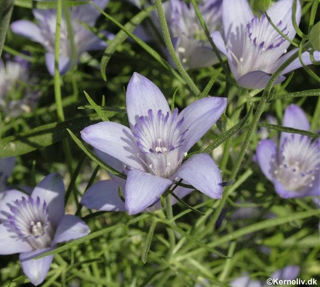 Nigella bucharica 'Blue Stars'