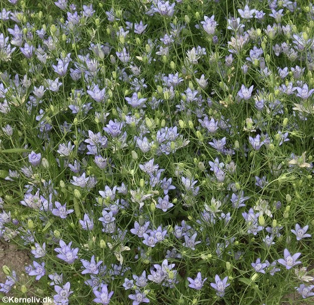 Nigella bucharica 'Blue Stars'