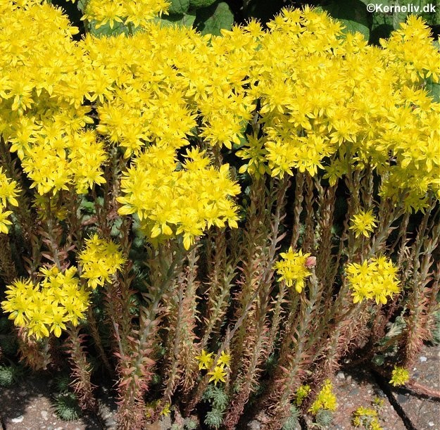 Sedum reflexum, Bjergstenurt