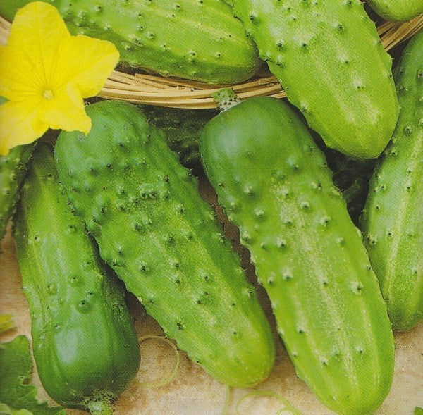 Drueagurk 'Cornichon de Paris'