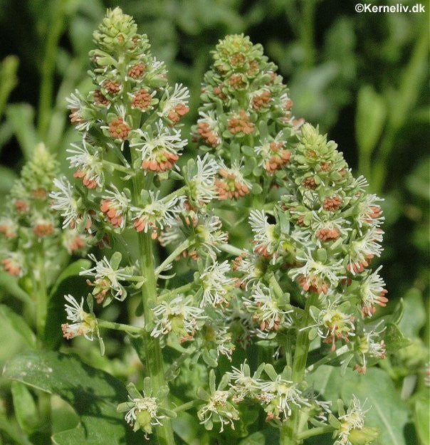 Reseda odorata, Duftreseda