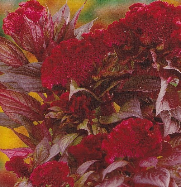 Hanekam, Celosia argentea 'Toreador'