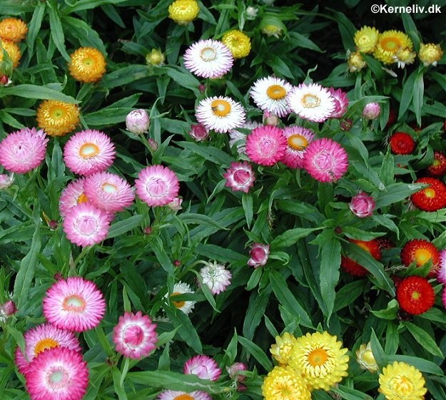 Helichrysum monstrosum 'Tom Thumb'