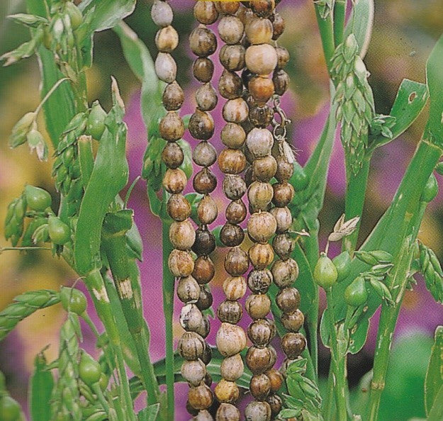 Coix lacryma-jobi