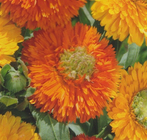 Calendula officinalis 'Greenheart', Morgenfrue