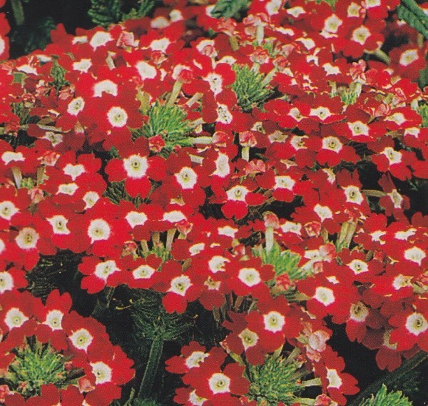 Verbena x hybrida 'Red/white', Have Jernurt