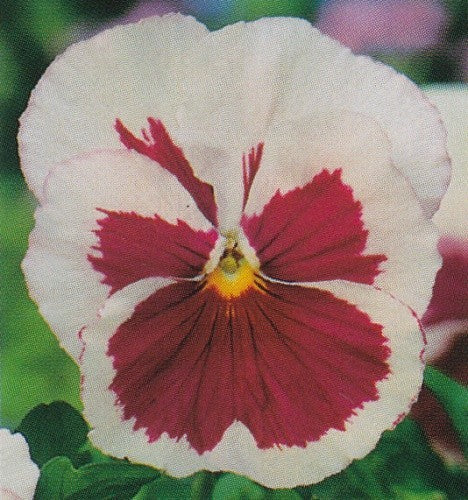 Viola x wittrockiana 'White/Pink eye', Stedmoder
