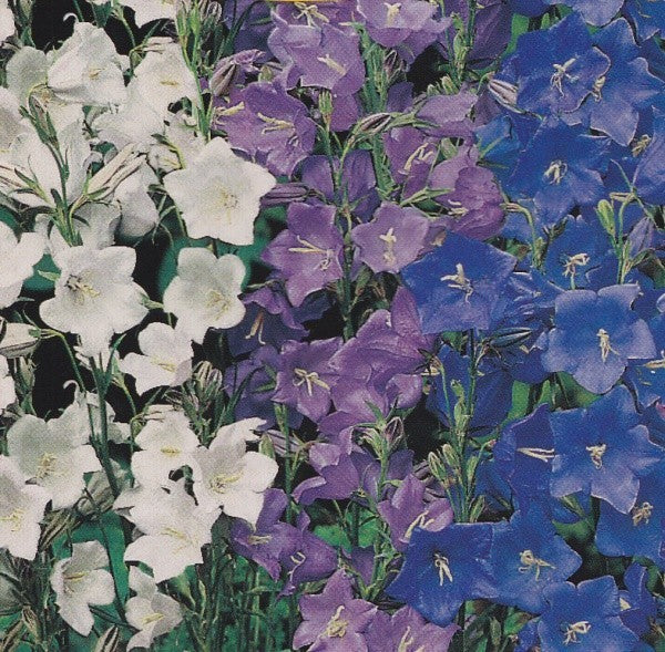 Campanula persicifolia, Smalbladet klokke