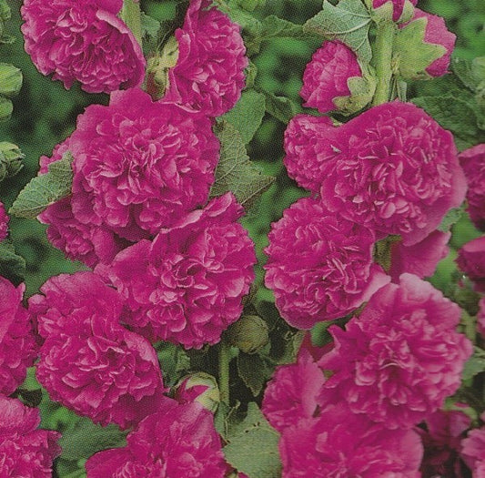 Alcea rosea 'Chaters Purple', Stokrose