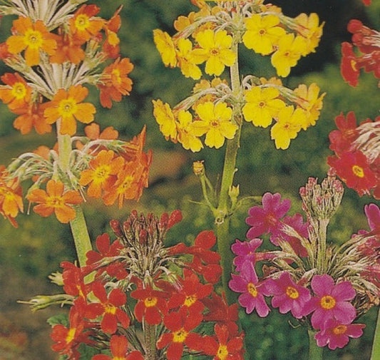 Primula 'Candelabra Hybrids', Etageprimula