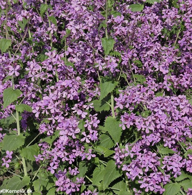 Lunaria annua, Judaspenge