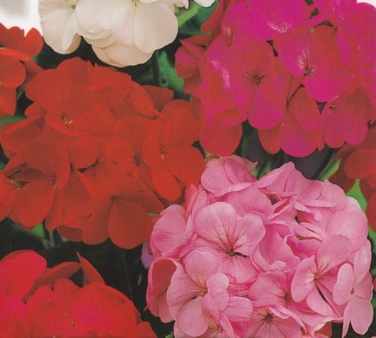 Pelargonium x hortorum 'Mix', Pelargonie