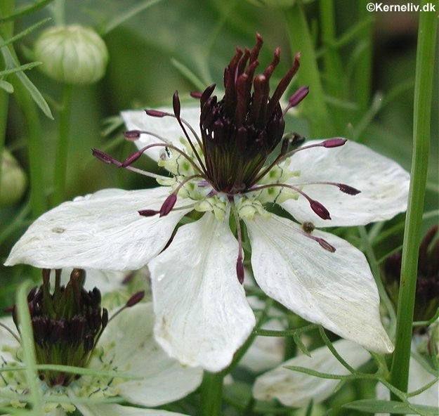 Nigella papillosa 'African bride', Jomfru i det grønne