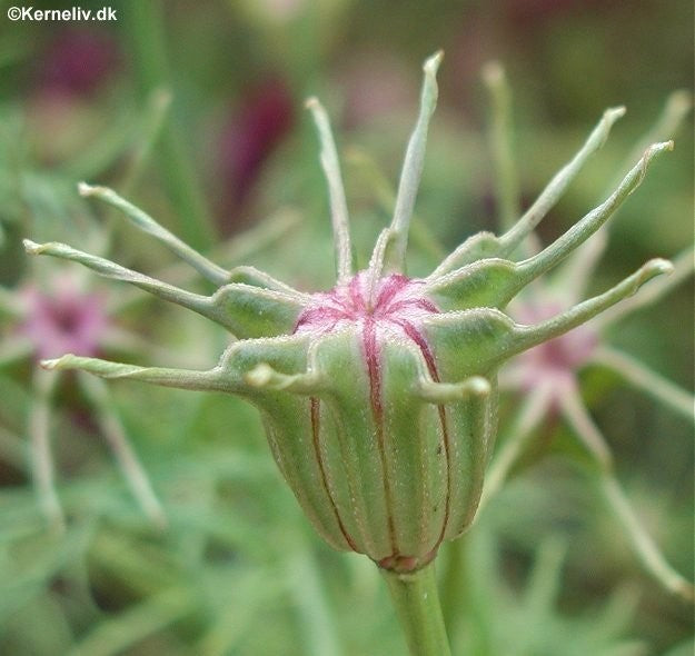 Nigella papillosa 'African bride', Jomfru i det grønne