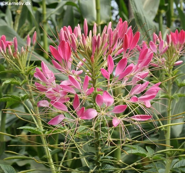 Cleome hassleriana 'Rose Queen', Edderkoppeplante