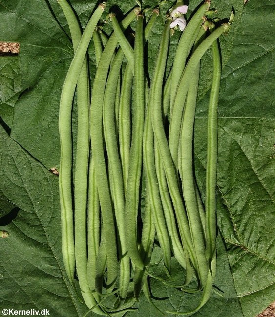 Buskbønne 'Speedy', Økologisk