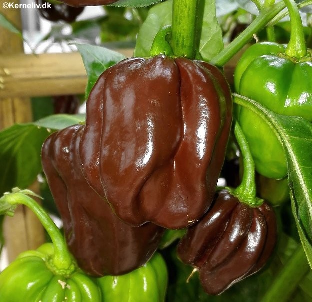 Chilipeber 'Habanero chocolate'