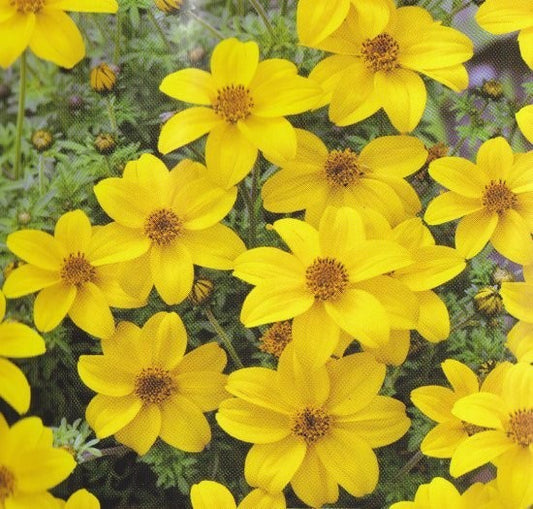 Bidens aurea, Brøndsel