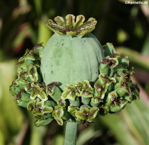 Papaver somniferum 'Hen and chickens', Opiumvalmue