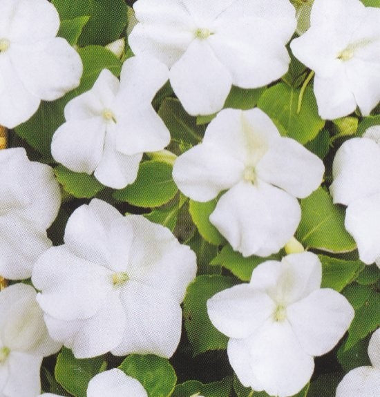 Impatiens walleriana 'Impreza White F1', Flittiglise