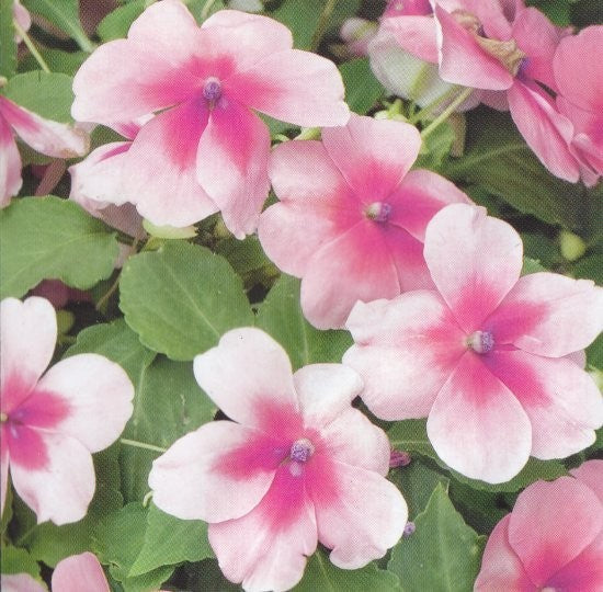Impatiens walleriana 'Impreza Pink Splash F1', Flittiglise