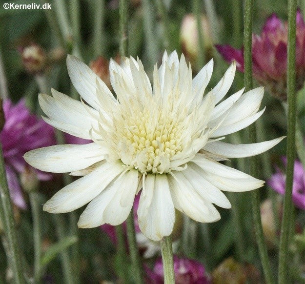 Xeranthemum annuum, Papirsblomst