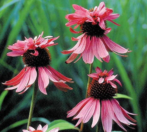 Echinacea purpurea 'Double Decker', Purpur solhat