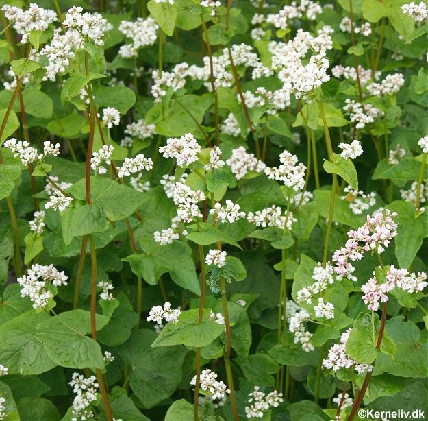 Fagopyrum esculentum, Boghvede