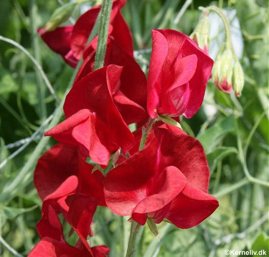 Lathyrus odoratus 'Welcome', Ærteblomst