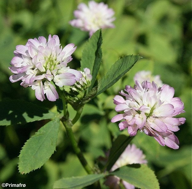 Trifolium resupinatum, Perserkløver