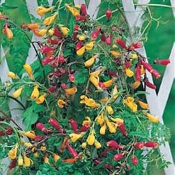 Eccremocarpus scaber 'Tresco Mixed', Skønhedsranke