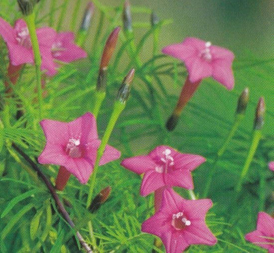 Quamoclit coccinea 'Rose', Gælleblad